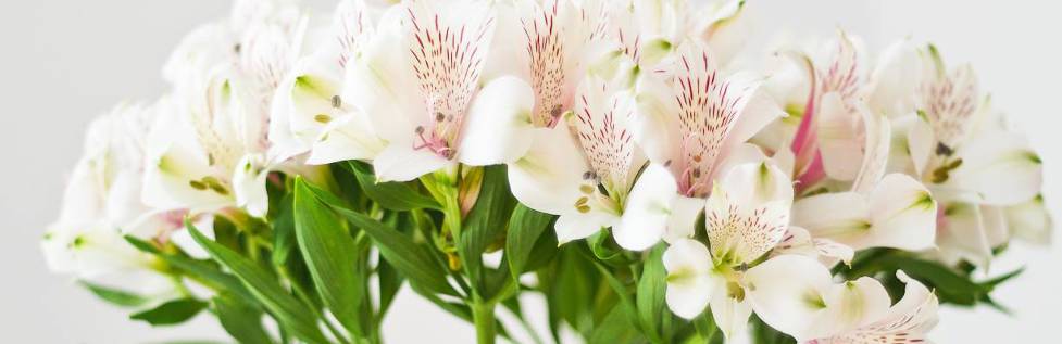 Foto de unas orquídeas que representan la delicadeza y sensibilidad: pilares que sustentan nuestra RSE